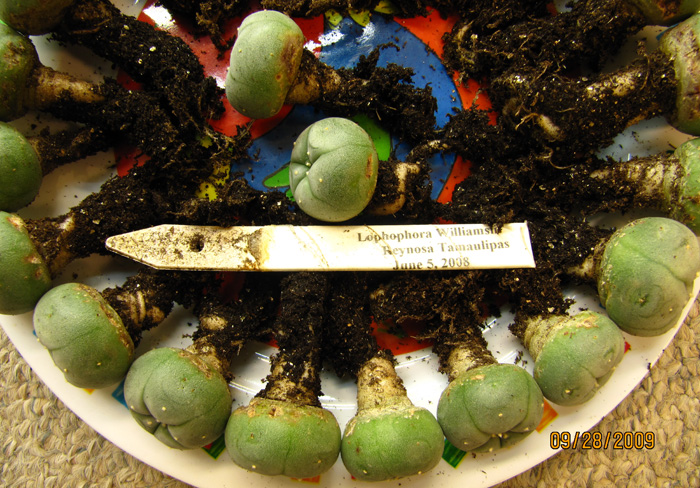 Lophophora Williamsii var. Reynosa seedlings